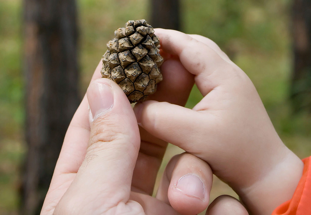pine-child-2